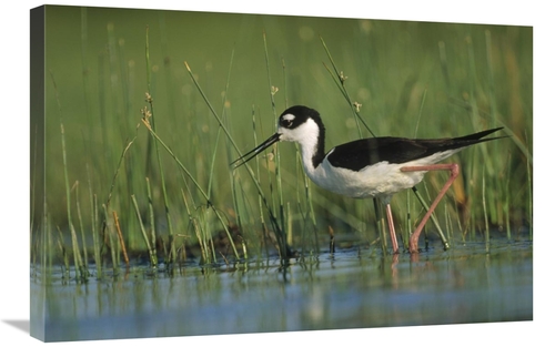 Global Gallery GCS-396432-2030-142 20 x 30 in. Black-Necked Stilt Wadi