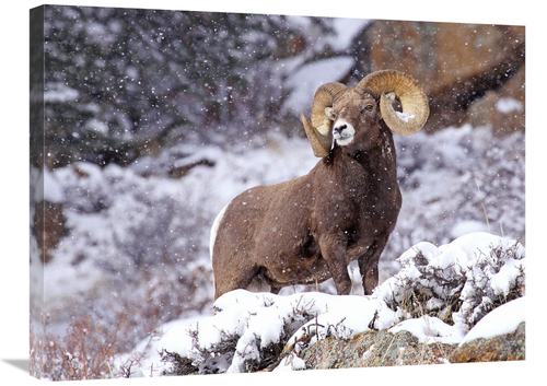 Global Gallery GCS-486641-30-142 30 in. Bighorn Ram in Winter Art Prin