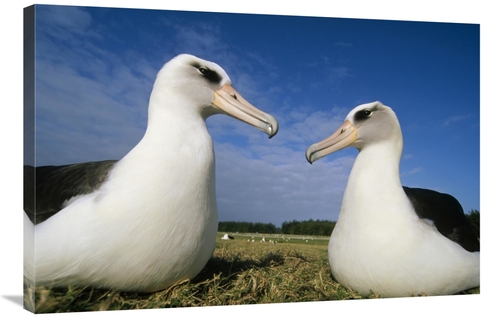 Global Gallery GCS-451421-2436-142 24 x 36 in. Laysan Albatross Pair A