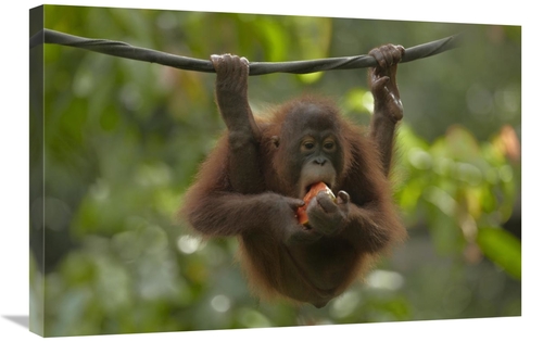 Global Gallery GCS-396409-2030-142 20 x 30 in. Orangutan Young Eating 