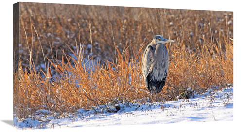 Global Gallery GCS-486418-30-142 30 in. Heron in Winter II Art Print -