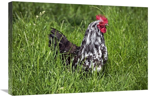 Global Gallery GCS-397523-2030-142 20 x 30 in. Domestic Chicken, B