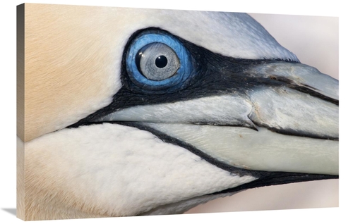 Global Gallery GCS-395690-2436-142 24 x 36 in. Northern Gannet Profile
