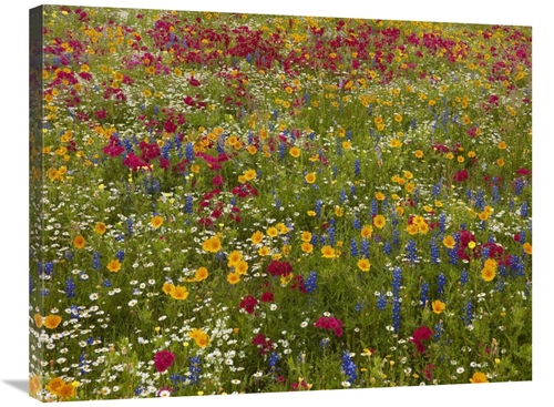 Global Gallery GCS-396084-2432-142 24 x 32 in. Drummonds Phlox Near We