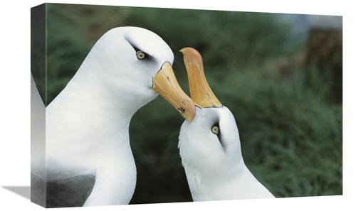 Global Gallery GCS-451598-1218-142 12 x 18 in. Campbell Albatrosses Co