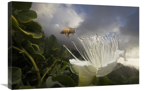 Global Gallery GCS-397741-2030-142 20 x 30 in. Honey Bee Approaching R