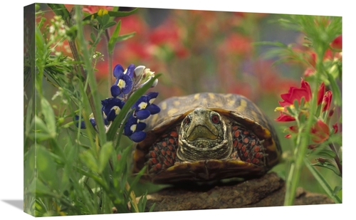 Global Gallery GCS-451974-1624-142 16 x 24 in. Western Box Turtle Amon