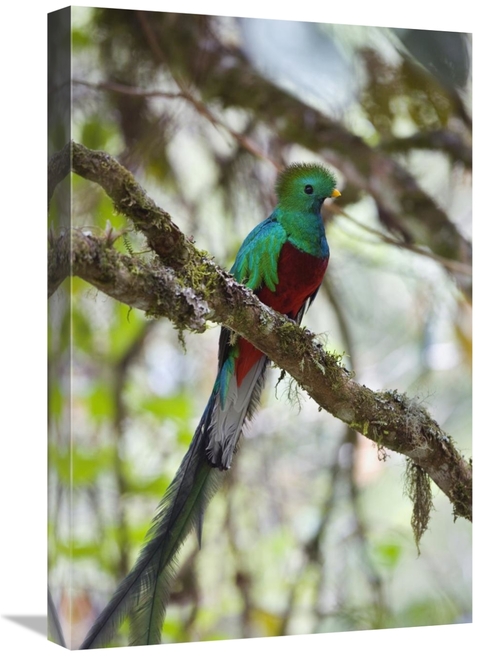Global Gallery GCS-452658-1624-142 16 x 24 in. Resplendent Quetzal Mal