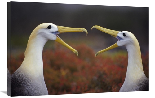 Global Gallery GCS-395589-2436-142 24 x 36 in. Waved Albatross Courtsh