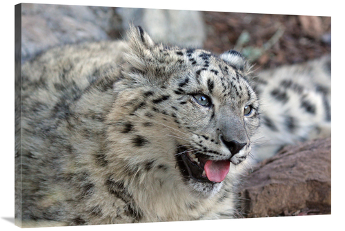 Global Gallery GCS-486623-40-142 40 in. Snow Leopard Art Print - Vic S