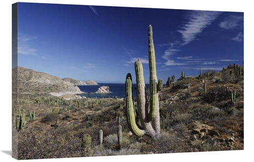 Global Gallery GCS-397724-2436-142 24 x 36 in. Cardon Cactus, Sant