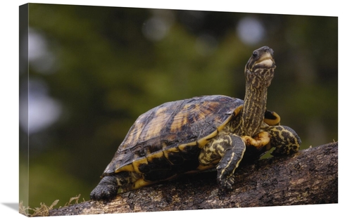 Global Gallery GCS-453109-2030-142 20 x 30 in. Brown Wood Turtle Portr