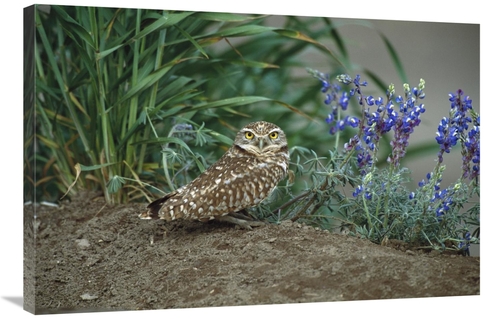 Global Gallery GCS-453296-2436-142 24 x 36 in. Burrowing Owl with Lupi