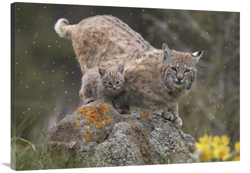 Global Gallery GCS-396343-3040-142 30 x 40 in. Bobcat Mother & Kitten 