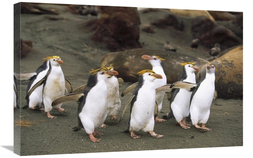 Global Gallery GCS-452442-2030-142 20 x 30 in. Royal Penguin Group on 