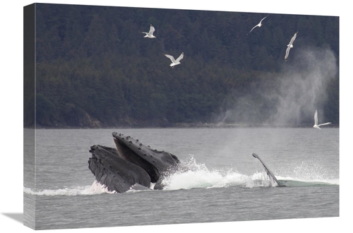 Global Gallery GCS-395421-1824-142 18 x 24 in. Humpback Whale Bubble N