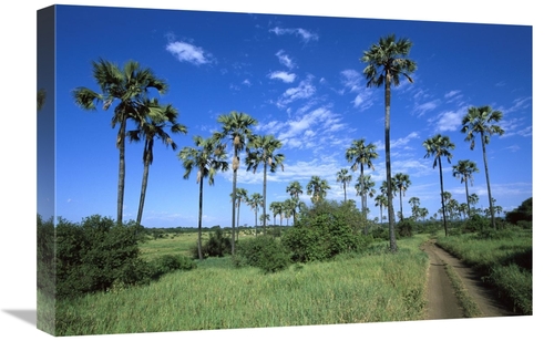 Global Gallery GCS-452549-1624-142 16 x 24 in. Borassus Palm Along Dir