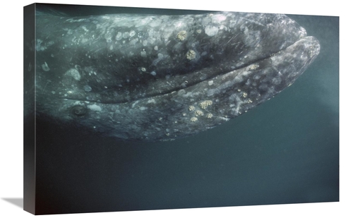 Global Gallery GCS-451693-1624-142 16 x 24 in. Gray Whale Curious Adul