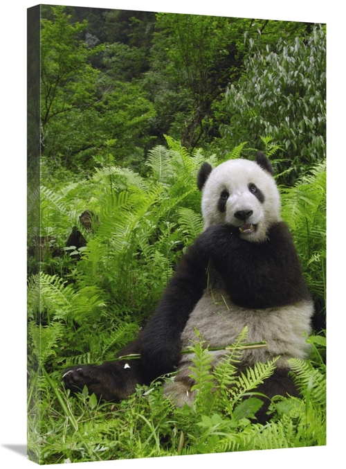 Global Gallery GCS-397880-2030-142 20 x 30 in. Giant Panda Eating Bamb