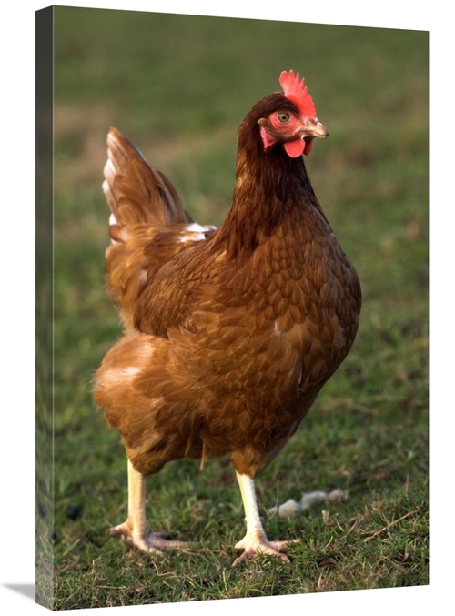 Global Gallery GCS-397491-2030-142 20 x 30 in. Domestic Chicken, C