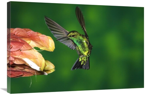 Global Gallery GCS-398306-2436-142 24 x 36 in. Western Emerald Humming