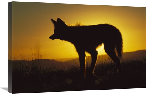 Global Gallery GCS-451658-2030-142 20 x 30 in. Maned Wolf Hunting At D