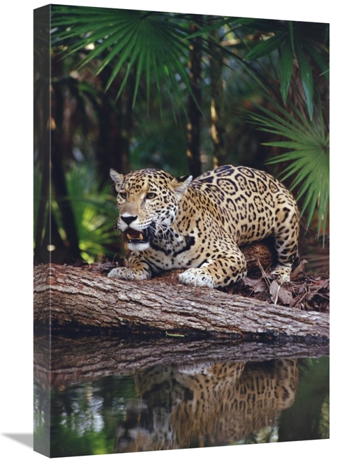 Global Gallery GCS-452757-1624-142 16 x 24 in. Jaguar, Belize Zoo&
