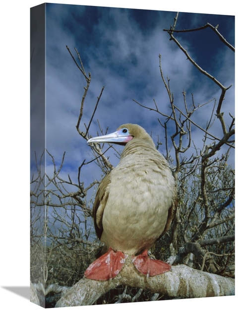 Global Gallery GCS-451772-1218-142 12 x 18 in. Red-Footed Booby in Pal