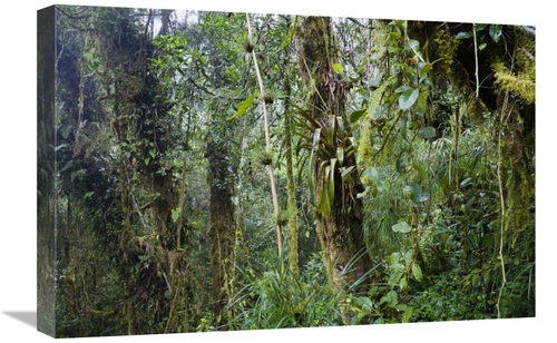 Global Gallery GCS-452698-1624-142 16 x 24 in. Rainforest At Cerro De 