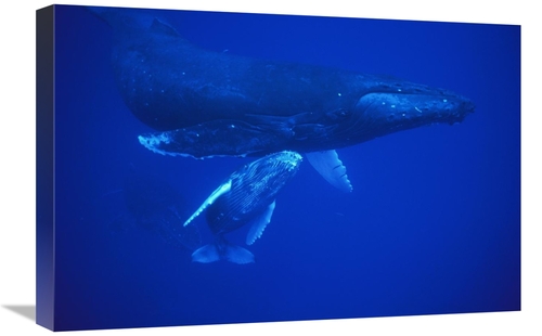 Global Gallery GCS-450789-1624-142 16 x 24 in. Humpback Whale Cow & Ca