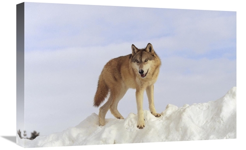 Global Gallery GCS-451961-1624-142 16 x 24 in. Timber Wolf Standing At