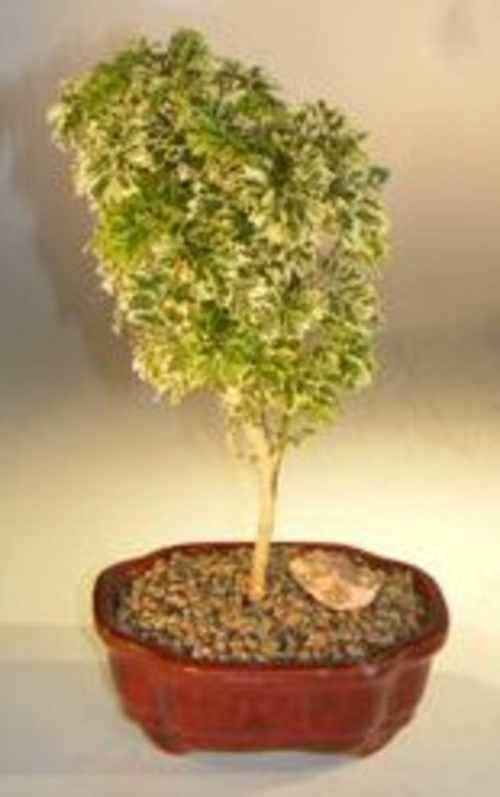 Dwarf Snowflake Parsley Aralia Bonsai Tree(polyscais 'parsley'