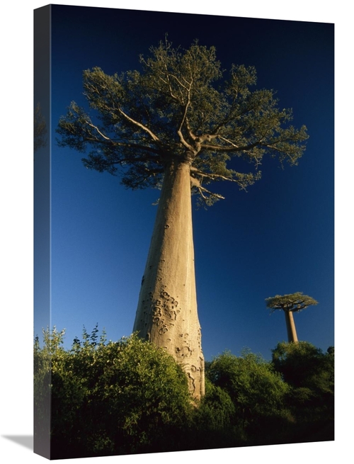 Global Gallery GCS-452651-1624-142 16 x 24 in. Grandidiers Baobab Tree