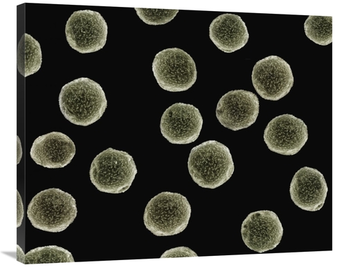 Global Gallery GCS-397616-2835-142 28 x 35 in. Pollen Grains of A Pell