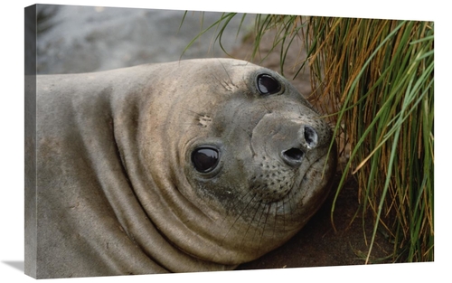 Global Gallery GCS-452453-2030-142 20 x 30 in. Southern Elephant Seal 