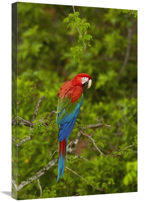 Global Gallery GCS-453225-2030-142 20 x 30 in. Red & Green Macaw Perch
