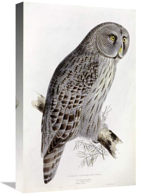 Global Gallery GCS-266418-22-142 22 in. Great Cinereous Owl Art Print 