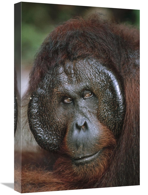 Global Gallery GCS-452481-1624-142 16 x 24 in. Orangutan Old Male,
