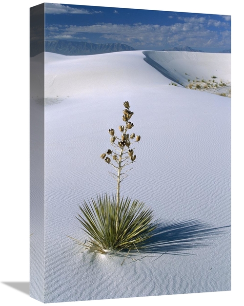 Global Gallery GCS-452619-1218-142 12 x 18 in. Soaptree Yucca in Gypsu