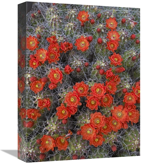 Global Gallery GCS-452104-1216-142 12 x 16 in. Claret Cup Cactus Detai