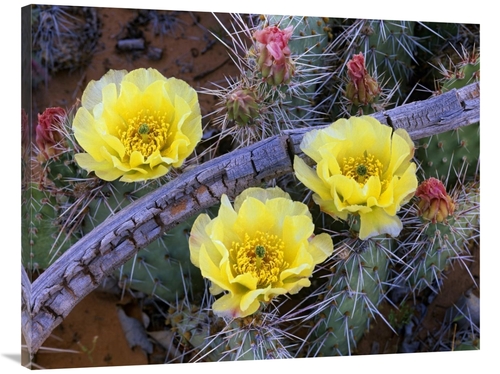 Global Gallery GCS-396090-3040-142 30 x 40 in. Opuntia Cactus Blooming