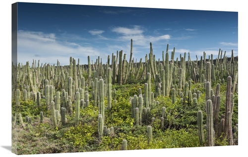 Global Gallery GCS-397949-2436-142 24 x 36 in. Pitayo De Mayo Cacti
