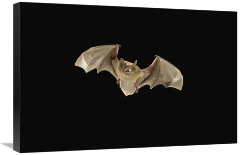 Global Gallery GCS-395720-2030-142 20 x 30 in. Little Brown Bat Flying