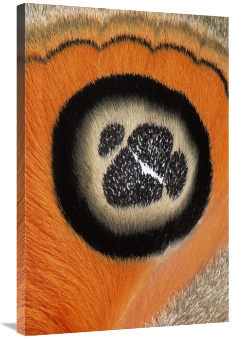 Global Gallery GCS-395305-2436-142 24 x 36 in. Moth Detail of False Ey