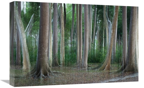 Global Gallery GCS-453646-1624-142 16 x 24 in. Rainforest Impression&#