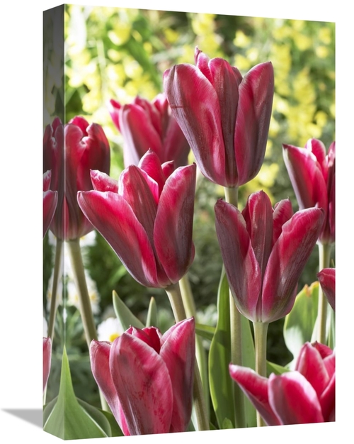 Global Gallery GCS-398380-1218-142 12 x 18 in. Tulip Adriaan Dominique