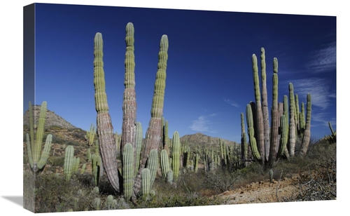 Global Gallery GCS-397722-1624-142 16 x 24 in. Cardon Cacti, Santa