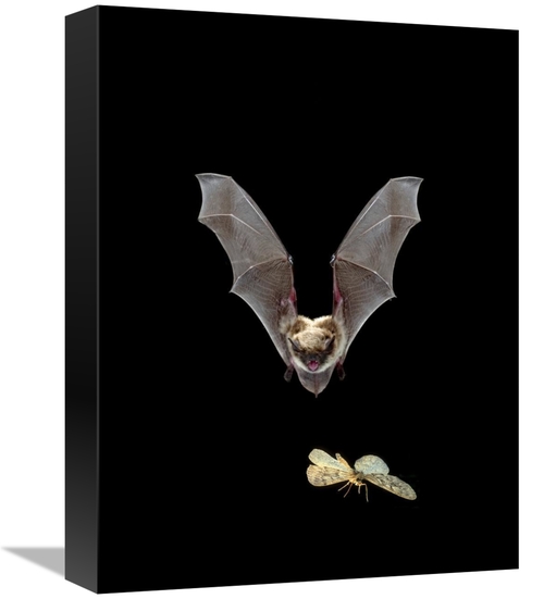 Global Gallery GCS-395714-1216-142 12 x 16 in. Yuma Myotis Bat, Fe