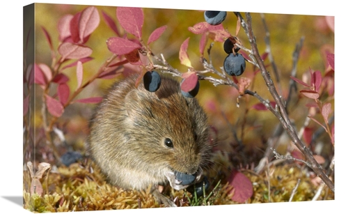 Global Gallery GCS-451876-1624-142 16 x 24 in. Northern Red-Backed Vol