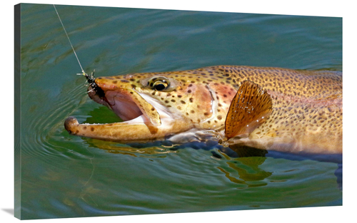 Global Gallery GCS-486578-44-142 44 in. Landed Brown Trout Art Print -